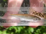 White Shiner, photographed in Virginia