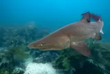 Sand Tiger Shark, photographed in New South Wales