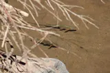 Virgin Chub, photographed in Utah