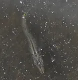 Piketop Minnow, photographed in Florida