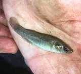 Bayou Killifish, photographed in Louisiana
