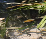 Southern Platyfish, photographed in Kärnten