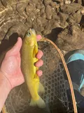 Gila Trout, photographed in New Mexico