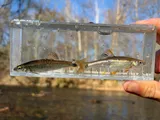 Tricolor Shiner, photographed in Tennessee