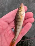 Yellow Perch, photographed in Michigan