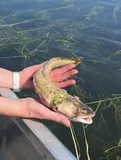 Burbot, photographed in Akershus
