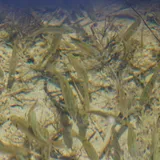Utah Chub, photographed in Utah