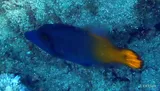 Lacefin Filefish, photographed in Hawaii