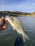 White Bass, photographed in Texas