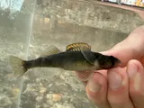 River Darter, photographed in Alabama