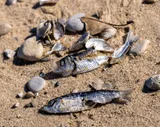Alewife, photographed in Michigan
