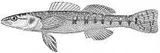 Cumberland Plateau Darter, photographed in Kentucky