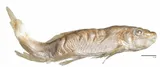 Summer Sucker, photographed in New York