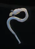 False Herring