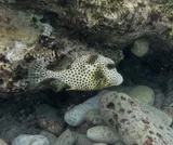 Spotted Trunkfish, photographed in Bonaire
