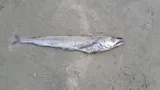 North Pacific Hake, photographed in Washington
