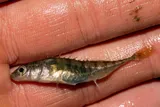 Ninespine Stickleback