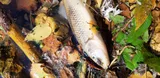 Redspot Chub, photographed in Arkansas
