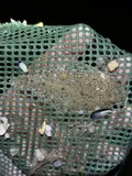 Smallmouth Flounder, photographed in New Jersey