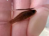 Everglades Pygmy Sunfish, photographed in Florida