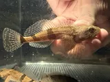 Banded Sculpin, photographed in Arkansas