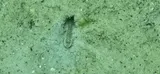 Clown Goby, photographed in Florida