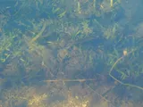 Bluegill, photographed in Florida