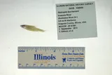 Ghost Shiner, photographed in Illinois
