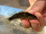 Caney Fork Darter, photographed in Tennessee