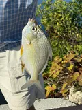 Irish Pompano, photographed in Florida