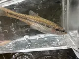 Blackside Dace, photographed in Kentucky