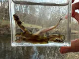 Elegant Madtom, photographed in Tennessee