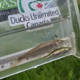 Peamouth, photographed in British Columbia