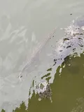 Spotted Gar, photographed in Louisiana