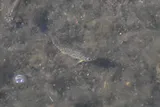 Sheepshead Minnow, photographed in Florida