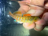 Plains Darter, photographed in Arkansas