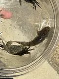 Longjaw Mudsucker, photographed in California