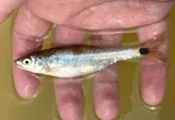 Blacktail Shiner, photographed in Texas