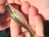 Northern Pearl Dace, photographed in Minnesota