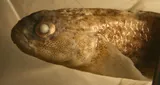 Notchtongue Goby, photographed in Florida