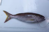 Rosy Snapper, photographed in Hawaii