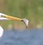 Threadfin Shad, photographed in Petén