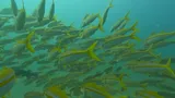 Mexican Goatfish, photographed in Baja California Sur