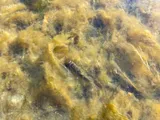 Tyee Sucker, photographed in Oregon