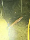 Piketop Minnow, photographed in Florida