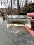 Blackbanded Darter, photographed in Alabama