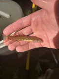Tuckasegee Darter, photographed in North Carolina