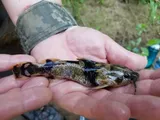 Piebald Madtom, photographed in Tennessee