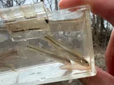 Bullhead Minnow, photographed in Ohio
