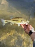 Alabama Bass, photographed in Alabama